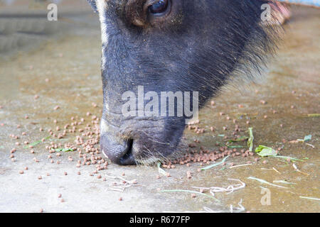 Buffalo Essen auf dem Boden Stockfoto