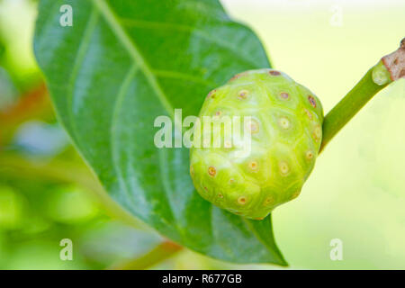 Noni live auf der Bäume vor dem Hintergrund der Natur Stockfoto