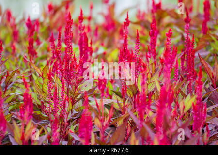 Viele helle rote Wolle Blumen. Stockfoto