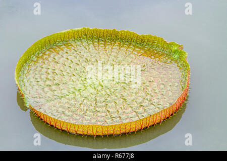 Victoria lotus Blatt auf Tageslicht Stockfoto