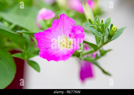 Rosa Blüten mit wunderschönen grünen Stiele. Stockfoto