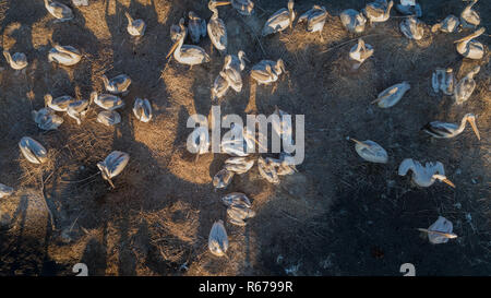 Krauskopfpelikane (pelecanus Crispus) in das Donau Delta Rumänien Stockfoto