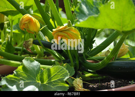 Zucchini im Gemüsegarten Stockfoto