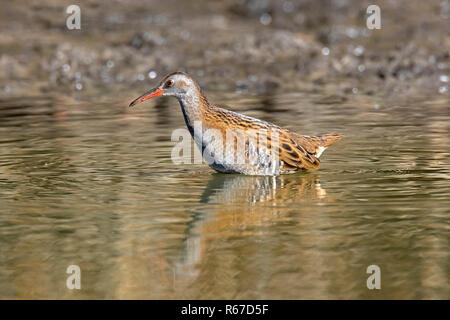 Wasserralle (Rallus Aquaticus) Nahrungssuche im flachen Wasser in Feuchtgebieten/Marsh/Marschland Stockfoto