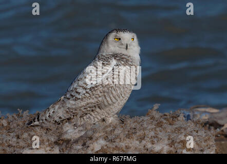 Die Schnee-eule (Bubo scandiacus) am Ufer des Lake Michigan. Jeden Winter diese Eulen aus der Arktischen Regionen zu Wisconsin migrieren Stockfoto