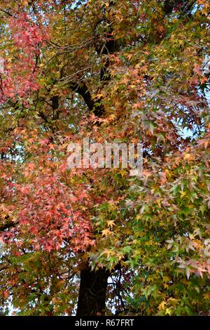 Bunte Blätter im Herbst auf einem schönen Baum in Oak Glen, Kalifornien. Stockfoto