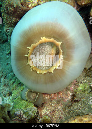 Disc Anemone großer Elefant Ohr - amplexidiscus fenestrafer Stockfoto