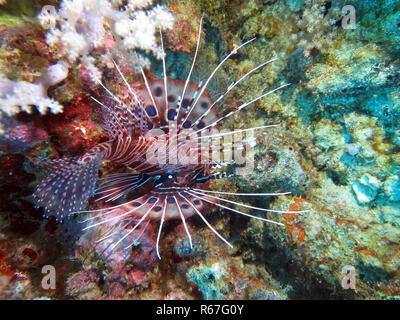 Antenne Rotfeuerfische (Pterois antennata), Antenne Feuer Fisch Stockfoto