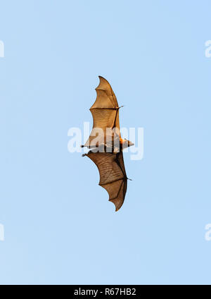 Spectacled Flying Fox oder Spectacled Obst bat (Pteropus conspicillatus) im Flug mit einem Baby, Cairns, Queensland, Queensland, Australien Stockfoto