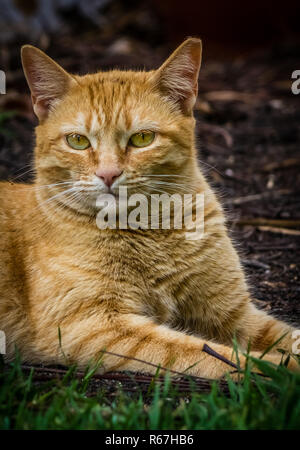 Süße Katze Porträt Stockfoto