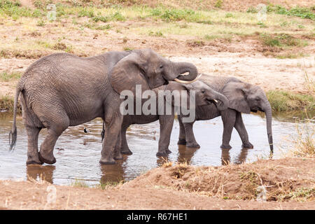 Elefanten Trinkwasser in den Tarangire River Stockfoto