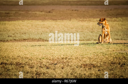 Hund am Strand Stockfoto