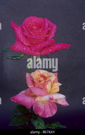 Wassertropfen auf rosa weiß und violett Rosen Stockfoto