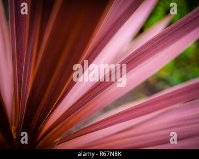 Cordyline Blume Stockfoto