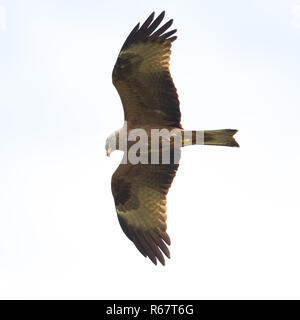 Ansicht schließen im Flug Porträt schwarzer Milan (MILVUS MIGRANS), Flügeln, Stockfoto