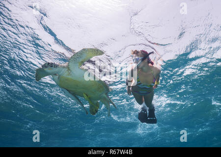 Frau mit Maske und Flossen schnorcheln mit Grüne Meeresschildkröte (Chelonia mydas), Rotes Meer, Abu Dabab, Marsa Alam, Ägypten Stockfoto