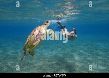 Frau mit Maske und Flossen schnorcheln mit Grüne Meeresschildkröte (Chelonia mydas), Rotes Meer, Abu Dabab, Marsa Alam, Ägypten Stockfoto