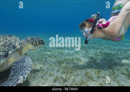 Frau mit Maske und Flossen schnorcheln mit Grüne Meeresschildkröte (Chelonia mydas), Rotes Meer, Abu Dabab, Marsa Alam, Ägypten Stockfoto