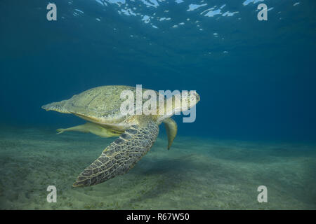 Grüne Meeresschildkröte (Chelonia mydas) und schlanken (Echeneis naucrates sharksucker) Schwimmen über sandigen Boden in blaues Wasser, Rotes Meer Stockfoto