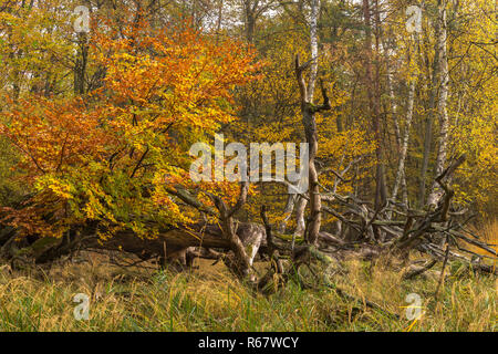 Herbst Auwald mit toten Holz, alten gefallen Pinien, Mönchbruch Wald, Naturschutzgebiet Mönchbruch Stockfoto