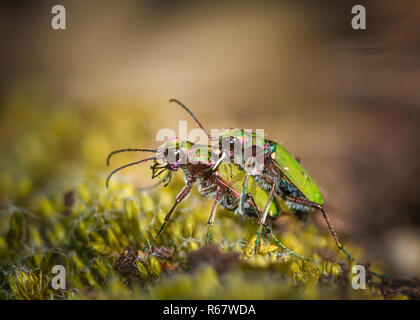 Zwei Green tiger Beetle (Cicindela campestris) Paarung, Mönchbruch Wald, Naturschutzgebiet Mönchbruch, Rüsselsheim am Main. Stockfoto
