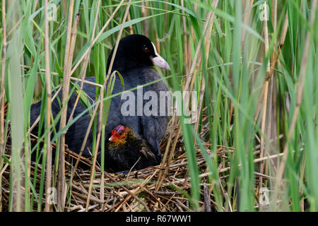 Gemeinsame sumpfhuhn (Gallinula chloropus) mit Küken im Nest, die zwischen Reed, Texel, Westfriesische Inseln, Provinz Nordholland Stockfoto