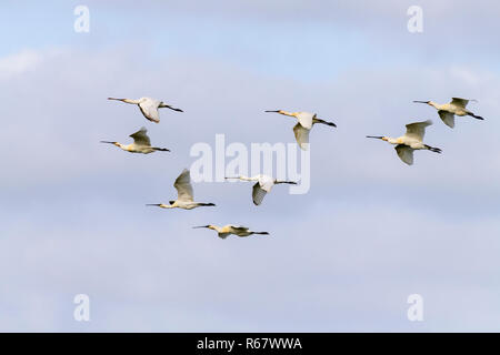 Gemeinsame Löffler (Platalea leucorodia), Vögel im Flug, Texel, Westfriesische Inseln, Provinz Nord Holland, Holland Stockfoto