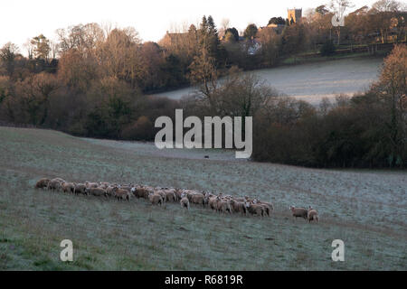 Schafe huddle zusammen in der Dämmerung an einem frostigen Morgen vor dem Dorf. Stockfoto