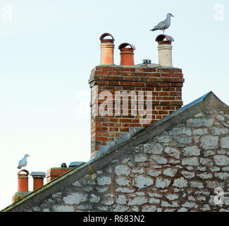 Portland, Dorset, Großbritannien. 4. Dezember 2018. Möwen auf den Dächern in Fotuneswell, Insel und Credit: stuart Hartmut Ost/Alamy leben Nachrichten Stockfoto