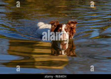 Northampton, Großbritannien. Wetter. 4. Dezember 2018. Morgen Licht auf ein Collie Hund, als er in den See zum Bootfahren in der sehr kalten Tag in Abington Park schwimmt. Credit: Keith J Smith./Alamy leben Nachrichten Stockfoto