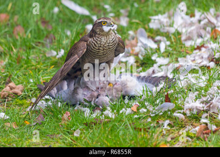 Bournemouth, Dorset, Großbritannien. 4. Dez 2018. Frau Sperber, Accipiter Nisus, Angriffe eine Taube Taube für ein Mittagessen in einem Bournemouth Garten. Credit: Carolyn Jenkins/Alamy leben Nachrichten Stockfoto