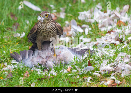 Bournemouth, Dorset, Großbritannien. 4. Dez 2018. Frau Sperber, Accipiter Nisus, Angriffe eine Taube Taube für ein Mittagessen in einem Bournemouth Garten. Stockfoto