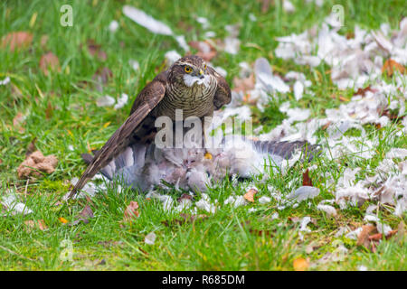 Bournemouth, Dorset, Großbritannien. 4. Dez 2018. Frau Sperber, Accipiter Nisus, Angriffe eine Taube Taube für ein Mittagessen in einem Bournemouth Garten. Stockfoto