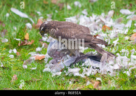 Bournemouth, Dorset, Großbritannien. 4. Dez 2018. Frau Sperber, Accipiter Nisus, Angriffe eine Taube Taube für ein Mittagessen in einem Bournemouth Garten. Stockfoto