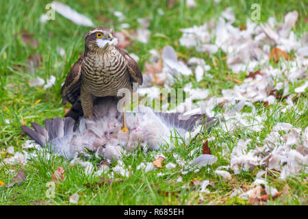 Bournemouth, Dorset, Großbritannien. 4. Dez 2018. Frau Sperber, Accipiter Nisus, Angriffe eine Taube Taube für ein Mittagessen in einem Bournemouth Garten. Stockfoto