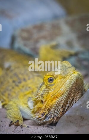Bartagamen Eidechse Stockfoto