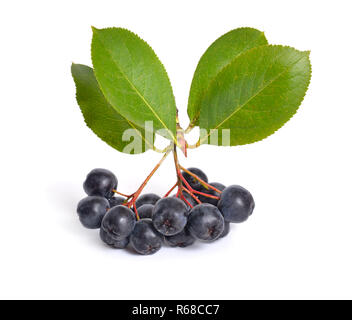 Aronia melanocarpa, genannt der schwarze Apfelbeere. Auf weissem Hintergrund. Stockfoto