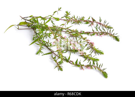 Bartsia oder Odontites vulgaris Rot auf weißem Hintergrund. Stockfoto