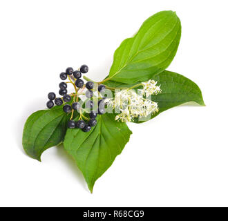Swida oder hartriegel. Auf weissem Hintergrund. Stockfoto
