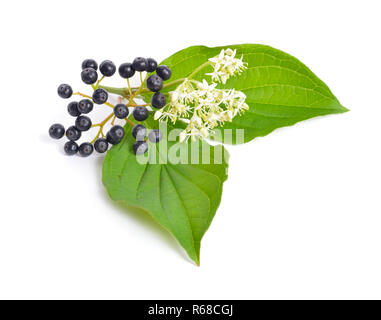 Swida oder hartriegel. Auf weissem Hintergrund. Stockfoto