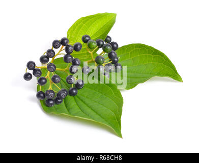 Swida oder hartriegel. Auf weissem Hintergrund. Stockfoto