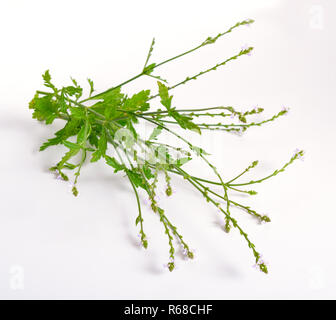 Verbena officinalis, eisenkraut oder gemeinsamen Eisenkraut. Auf weissem Hintergrund. Stockfoto