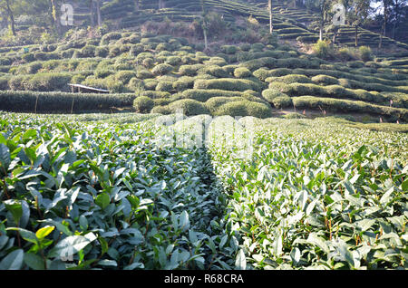 Schönen frischen grünen chinesischen Longjing Tee Plantage Stockfoto