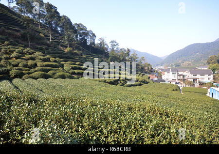 Schönen frischen grünen chinesischen Longjing Tee Plantage Stockfoto