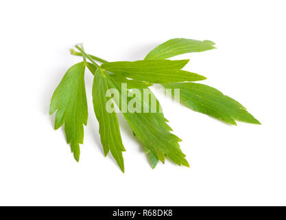 Oder liebstöckel Levisticum officinale. Auf weissem backgrounbd isoliert. Stockfoto