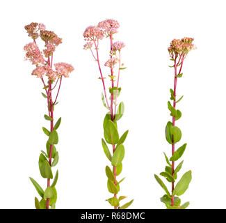 Sedum telephium, oft als Hylotelephium telephium, orpine, lebenslanges, Frog's - Magen, lamentiert Johnny, Leben - ewiges Leben - für immer, Mittsommer - Männer Stockfoto