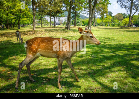 Sika Hirsche in Nara Park, Japan Stockfoto