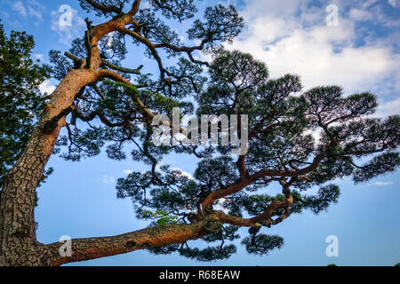 Japanische Schwarzkiefer auf einem blauen Himmel, Nikko, Japan Stockfoto