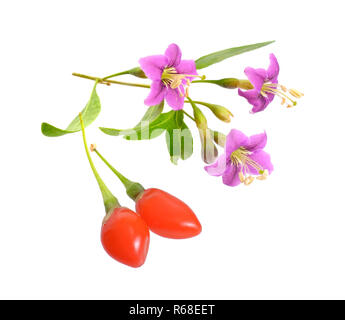 Goji Beeren oder Lycium Barbarum mit Blumen auf weißem Hintergrund Stockfoto