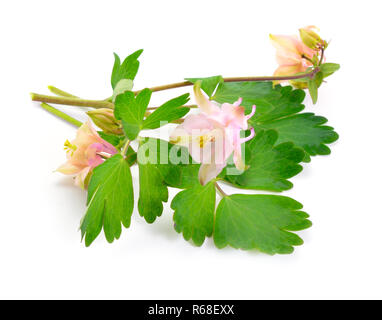 Akelei, dem gemeinsamen Namen oma Bonne oder Columbine. Auf weiß isoliert. Stockfoto